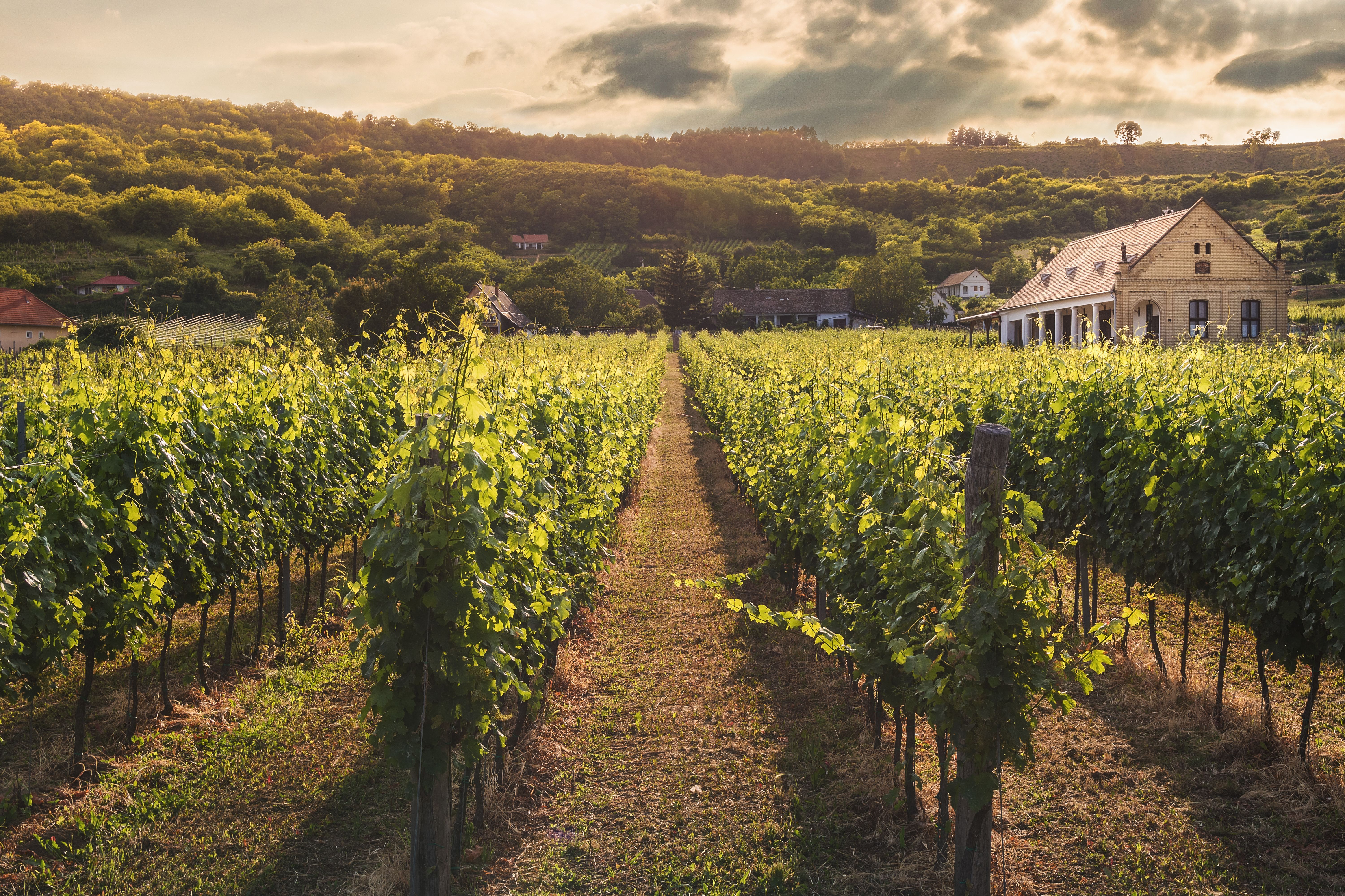 Vignobles et campagne girondine