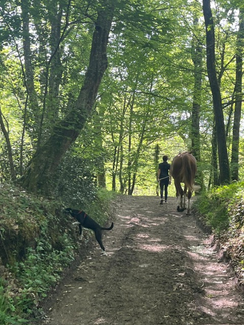 Balade en forêt avec le cheval et le chien — Myriam Galmar
