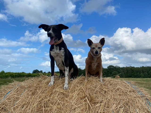 Cannelle et Moon — les deux chiens de Myriam Galmar